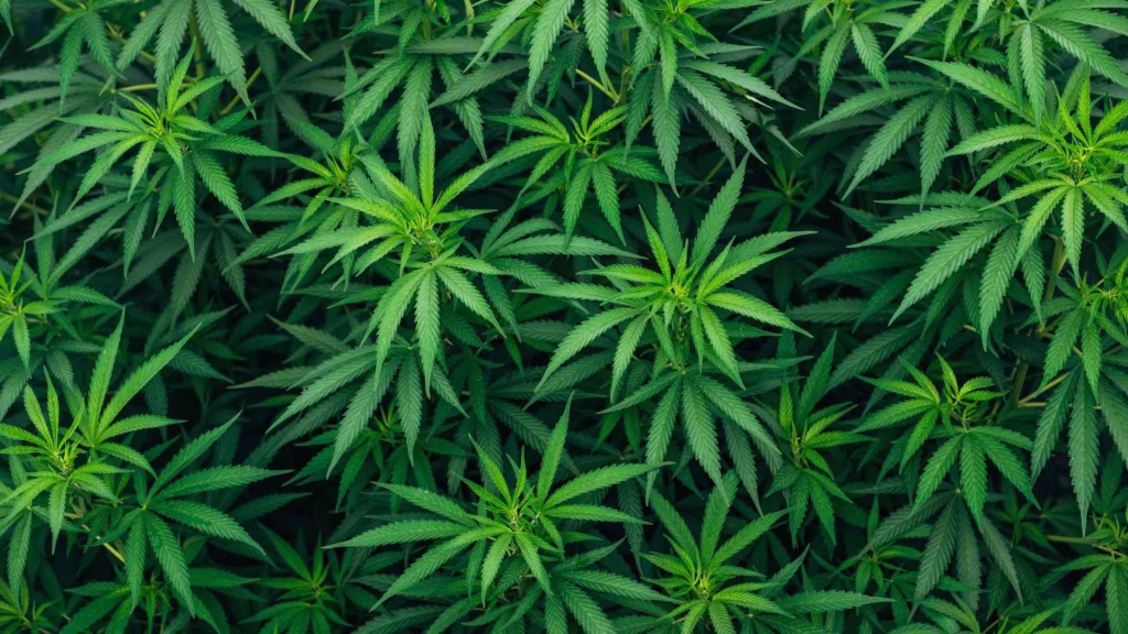 Can You Get Addicted to Cannabis the answer is yes